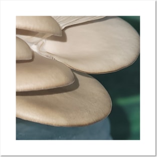 Oyster Mushroom Posters and Art